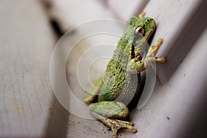 Pacific Tree Frog