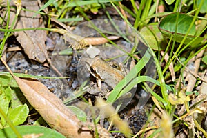 Pacific Tree Frog In Baja California Oasis