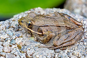 Pacific Tree Frog Closeup