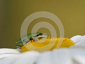 Pacific Tree Frog on a daisy