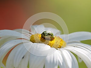 Pacific Tree Frog on a daisy