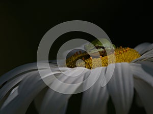 Pacific Tree Frog on a daisy