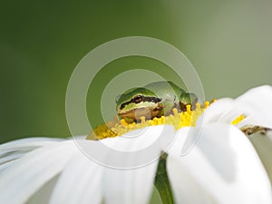 Pacific Tree Frog on a daisy