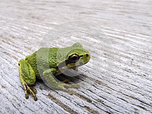 Pacific tree frog Pseudacris regilla