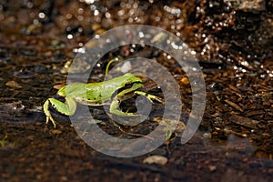 Pacific tree frog (pseudacris regilla) in a small puddle of water