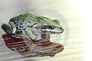 Pacific Tree Frog Reflection on Glass Surface