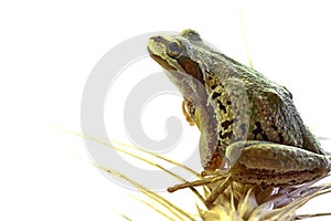 Pacific Tree Frog Sitting on Stalk of Wheat