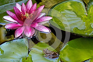 Pacific Tree Frog Sitting on Water Lily Pad