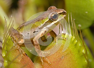 Pacific Tree Frog in a Trap