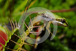 Pacific Tree Frog Trapped