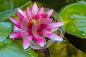 Pacific Tree Frog by Water Lily Flower