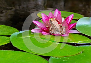 Pacific Tree Frog on Water Lily Flower in pond closeup