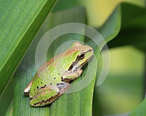 Stromová žába 