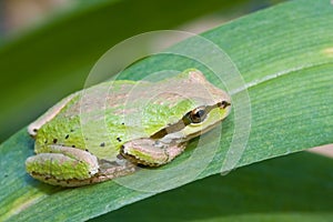 Pacific treefrog