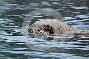 Pacific walrus