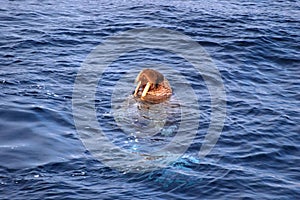 Pacific Walrus: Odobenus rosmarus