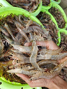 Pacific White shrimps