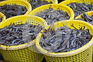 Pacific White shrimps