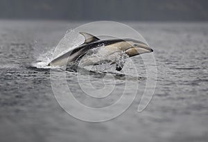 Pacific White-sided Dolphin photo