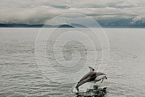 Pacific White Sided Dolphin photo