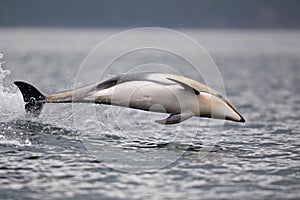 Pacific white-sided dolphin leaping