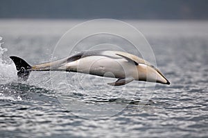 Pacific white-sided dolphin leaping photo