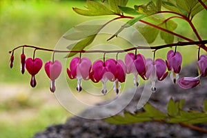 Pacific or Wild Bleeding Heart, Dicentra Formosa, flowers on stem with bokeh background, macro, selective focus, shallow DOF