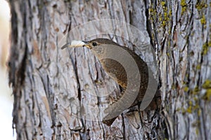 Pacific Wren Carrying Fecal Sac