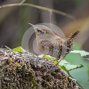 Pacific Wren, Troglodytes pacificus