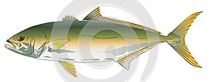 Pacific Yellowtail