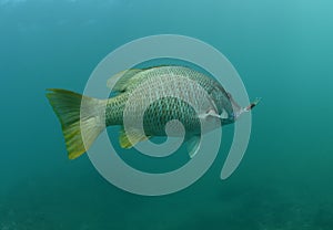 Pacific yellowtail fish swimming and caught in ocean