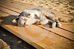 The pacified cat lying on the beach
