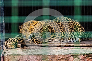 Pacified leopard sleeps in the zoo photo