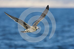 Pacifische Mantelmeeuw, Western Gull, Larus occidentalis