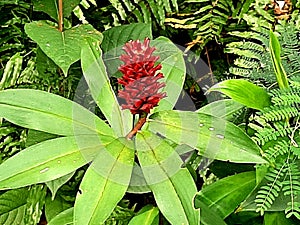 Pacing is a genus of plants native to Southeast Asia.