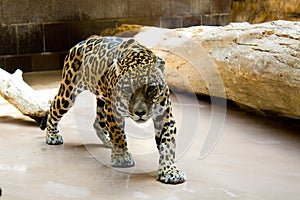 Pacing Jaguar