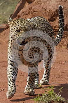 Pacing Leopard