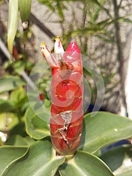 Pacing pentul costus barbatus