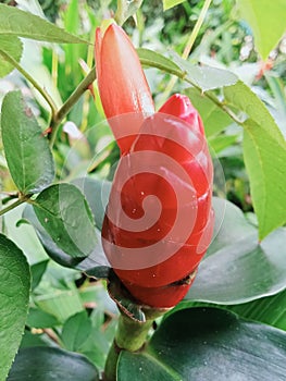 pacing pentul is a red medicinal plant