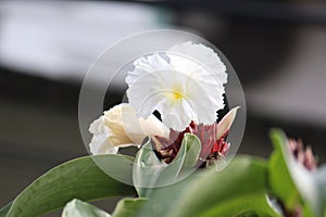 Pacing plant flower (Costus speciosus) that is blooming