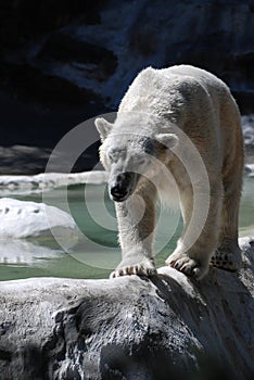 Pacing Polar Bear Walking Along an Edge