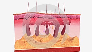 Pacinian corpuscles, also known as Vater-Pacini or lamellar corpuscles