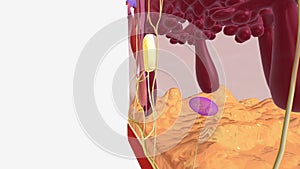 Pacinian corpuscles, also known as Vater-Pacini or lamellar corpuscles