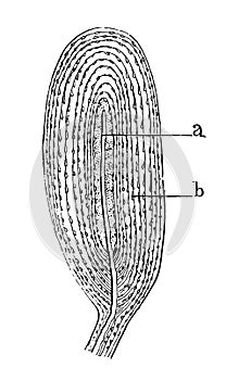 Pacinian corpuscles or lamellar corpuscles.