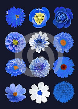 Pack of 12 blue flowers isolated dark-blue background macro