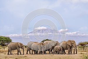 Pack of African elephants walking together with background of Kilimanjaro mountain at Amboseli national park Kenya