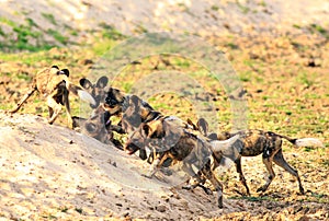 Pack of African Painted Dogs Lycaon Pictus playing and fighting in south luangwa national park