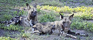 Pack of African Wild Dog in Botswana, Africa