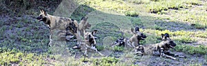 Pack of African Wild Dog in Botswana, Africa