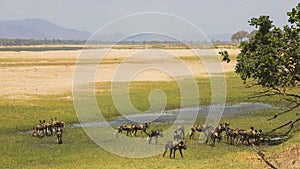 Pack of African Wild Dog (Lycaon pictus) on the Zambezi floodplain